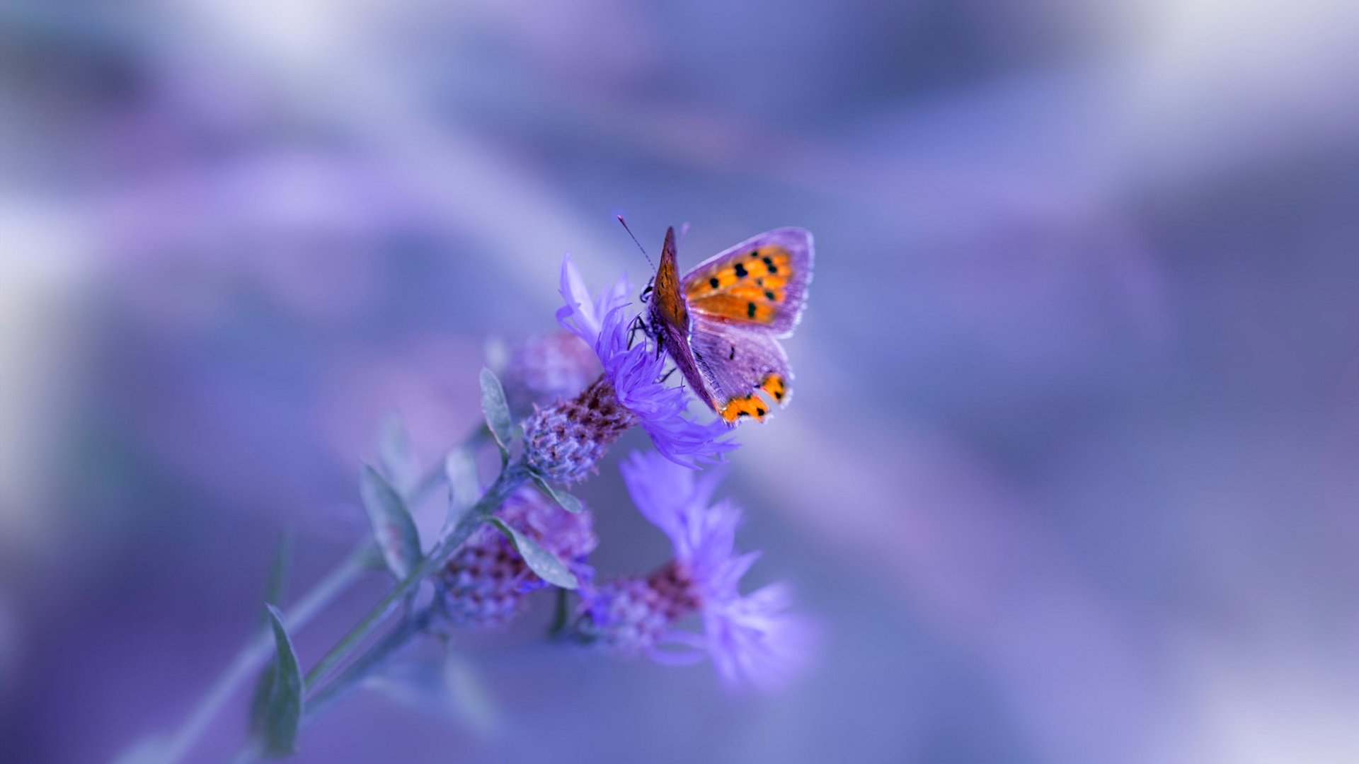 “意甲末段攻坚战，冠军悬念持续升温”，意甲收官战