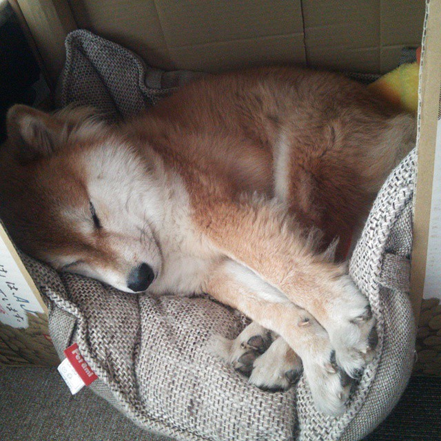 “意甲激战持续，传统强队展现统治力”，意甲体系