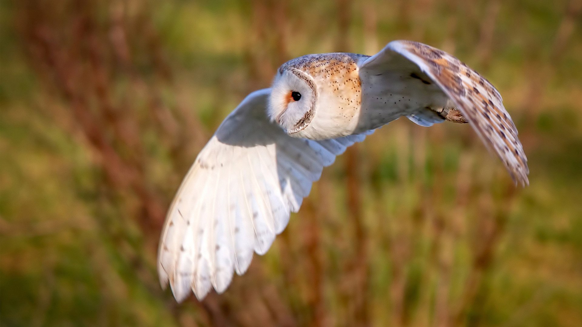 “青出于蓝”——新星车手崭露头角的精彩瞬间，青出于蓝十大新星