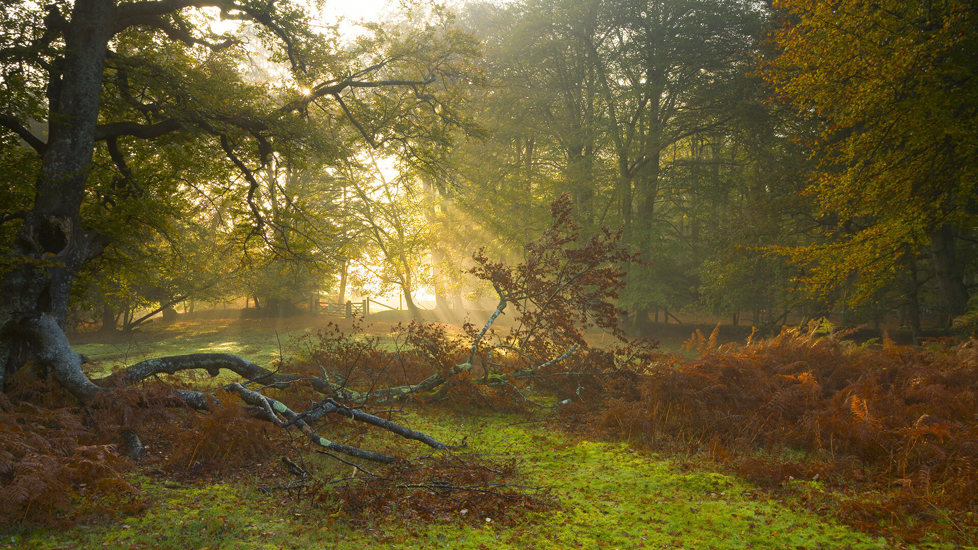 在对阵勇士的季后赛系列赛中，库里单场投中11个三分，帮助球队夺取胜利！