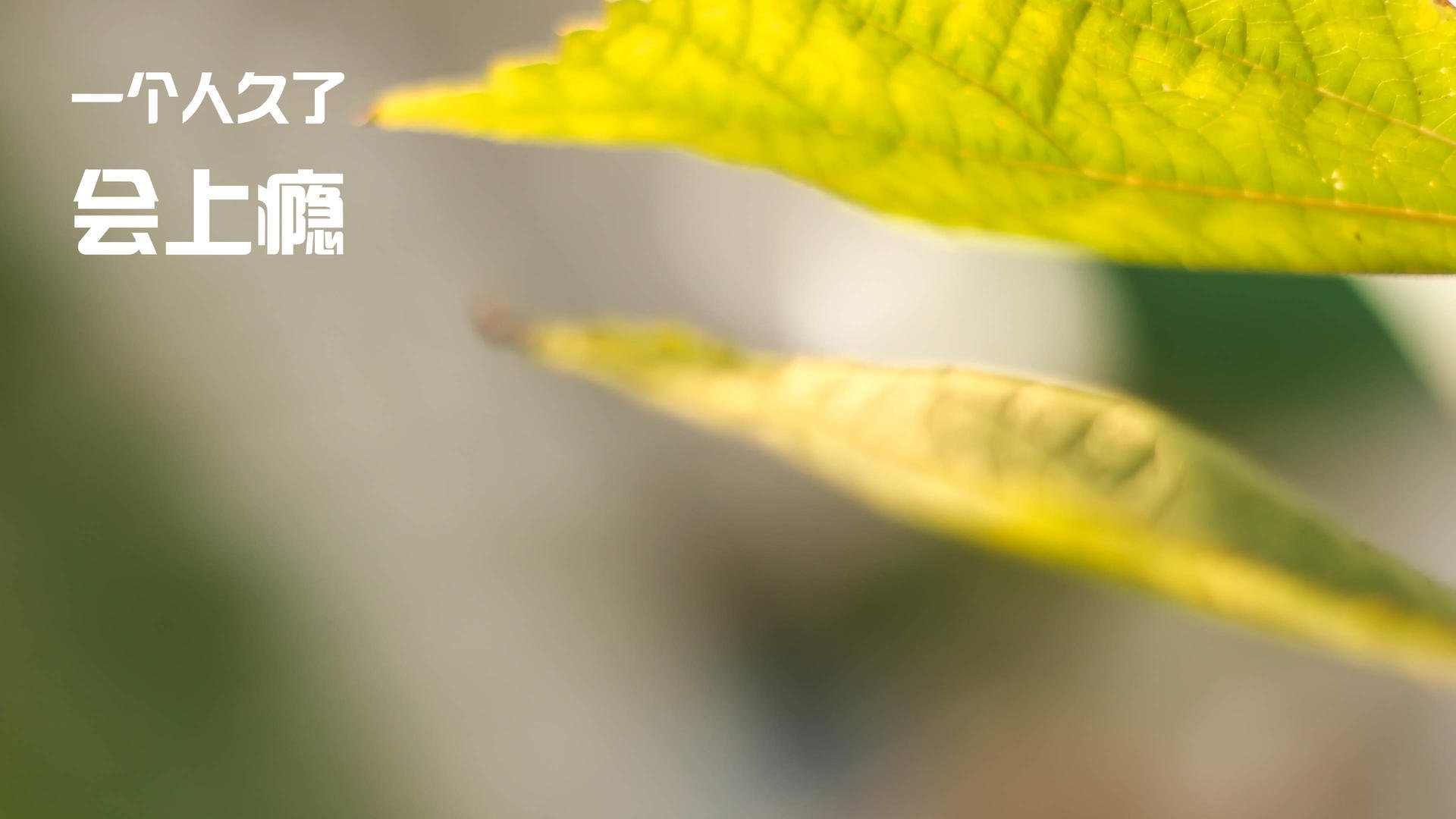 逆境中的“奋斗者”——重生于挑战之中的足球勇士，足坛逆境之王