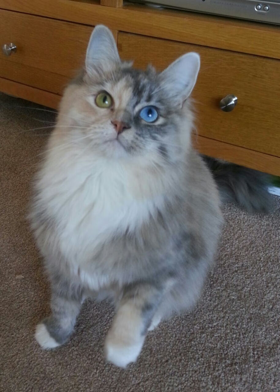 利物浦1-0西汉姆，萨拉赫制胜，利物浦vs西汉姆聚胜顽球汇