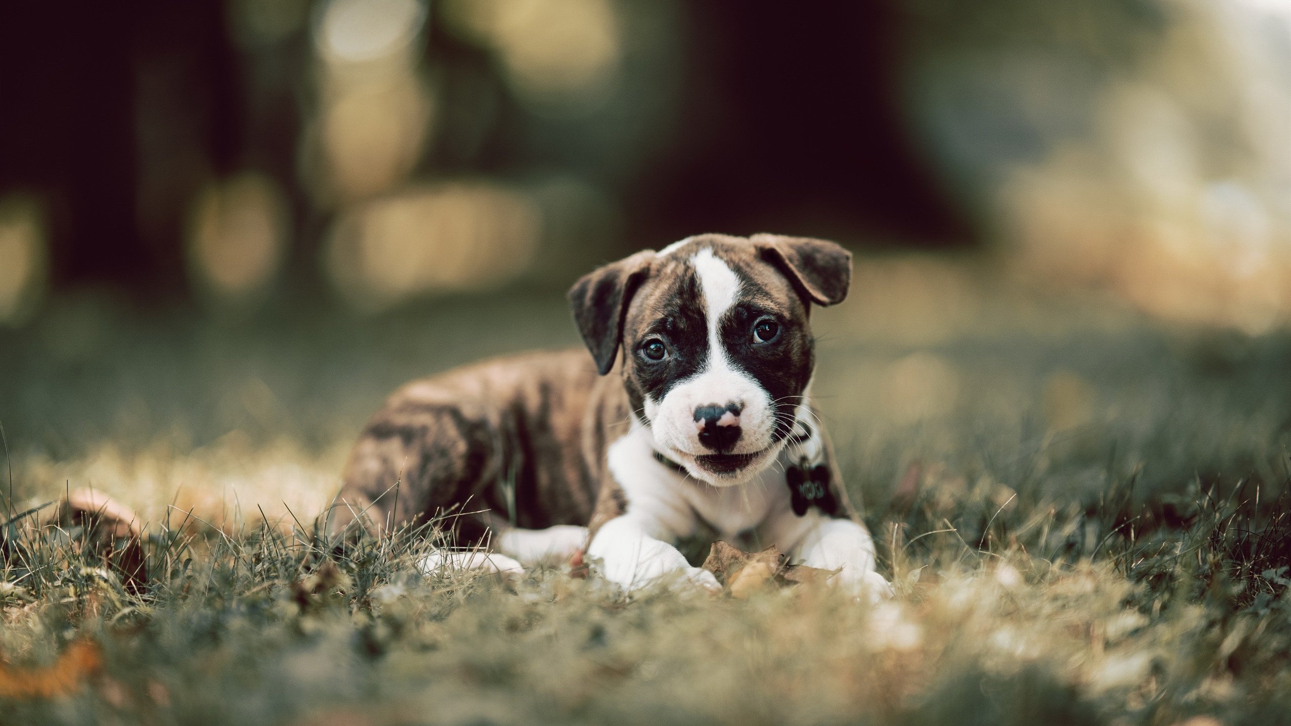 塞内加尔球员用“踢雪仗”热身,观众直呼太欢乐