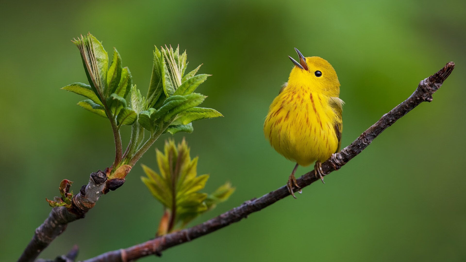 女足比赛公布最佳阵容，选手展现实力，女足最棒