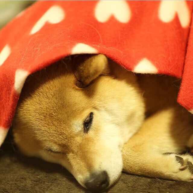 女足比赛冠军产生,球迷狂欢庆祝,女足辉煌