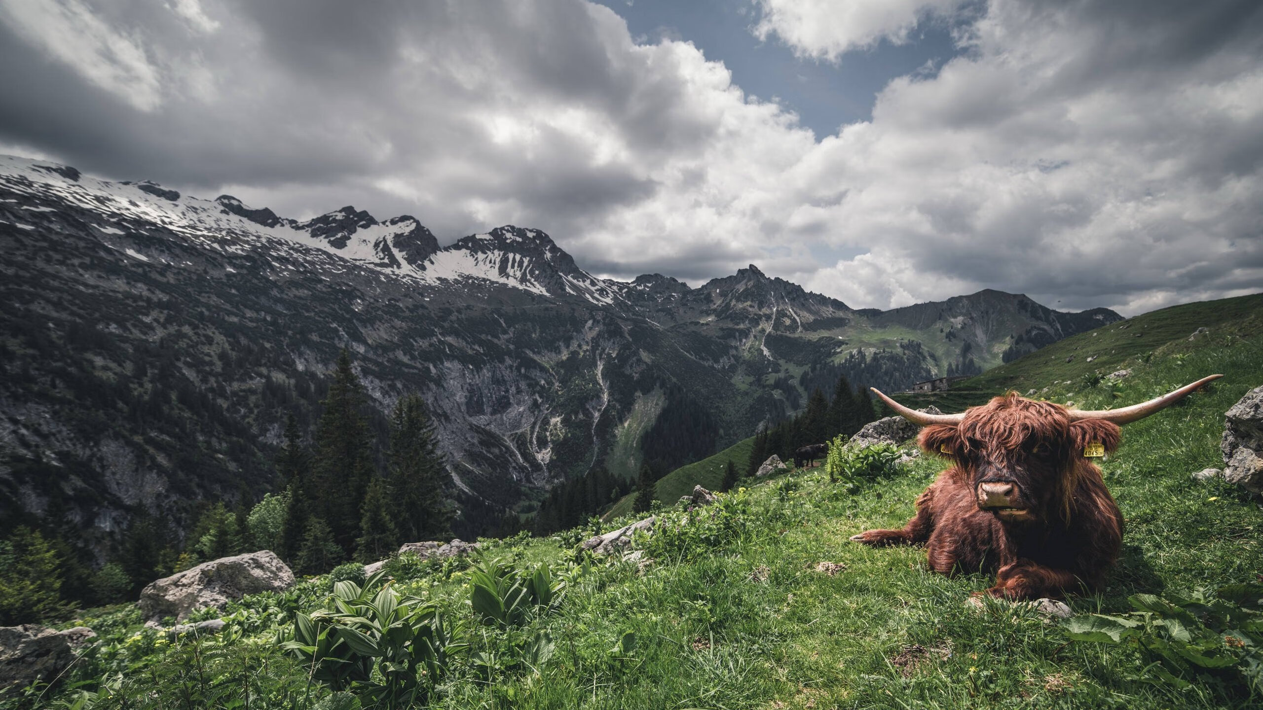 摩纳哥门将壮志凌云,抱定夺冠决心坚如磐石,摩纳哥阵型