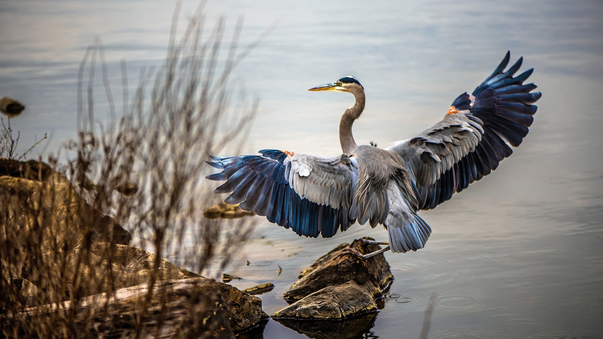 摩纳哥队主帅赞扬球员在比赛中的表现，摩纳哥前主帅
