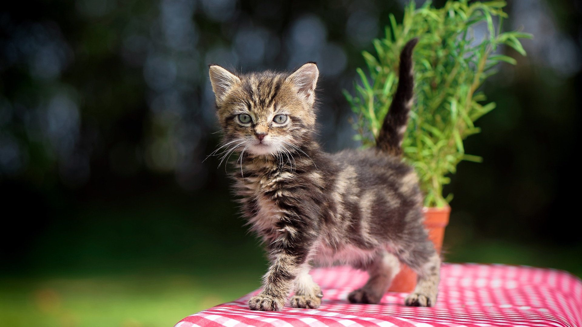 汉堡球队客场虽负，仍然确保德甲保级，汉堡球队客场虽负,仍然确保德甲保级