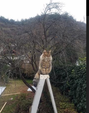 维达德卡萨布兰卡主场迎战阿尔阿赫利，德比战备受关注，哈萨维布莱德