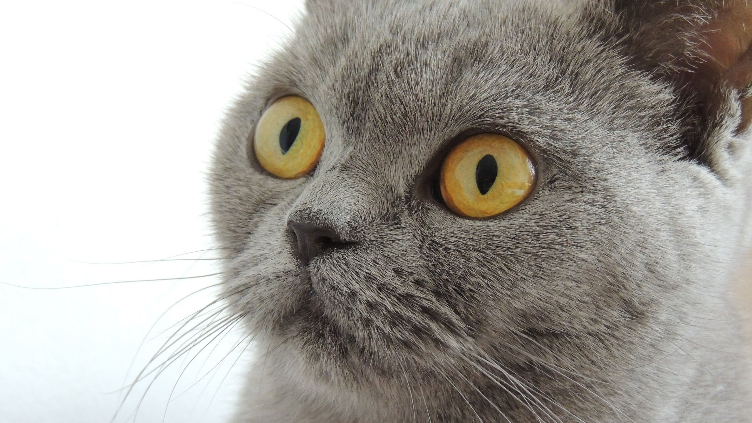 荷兰队踢平挪威,积分榜变动或引人瞩目,荷兰1_1挪威