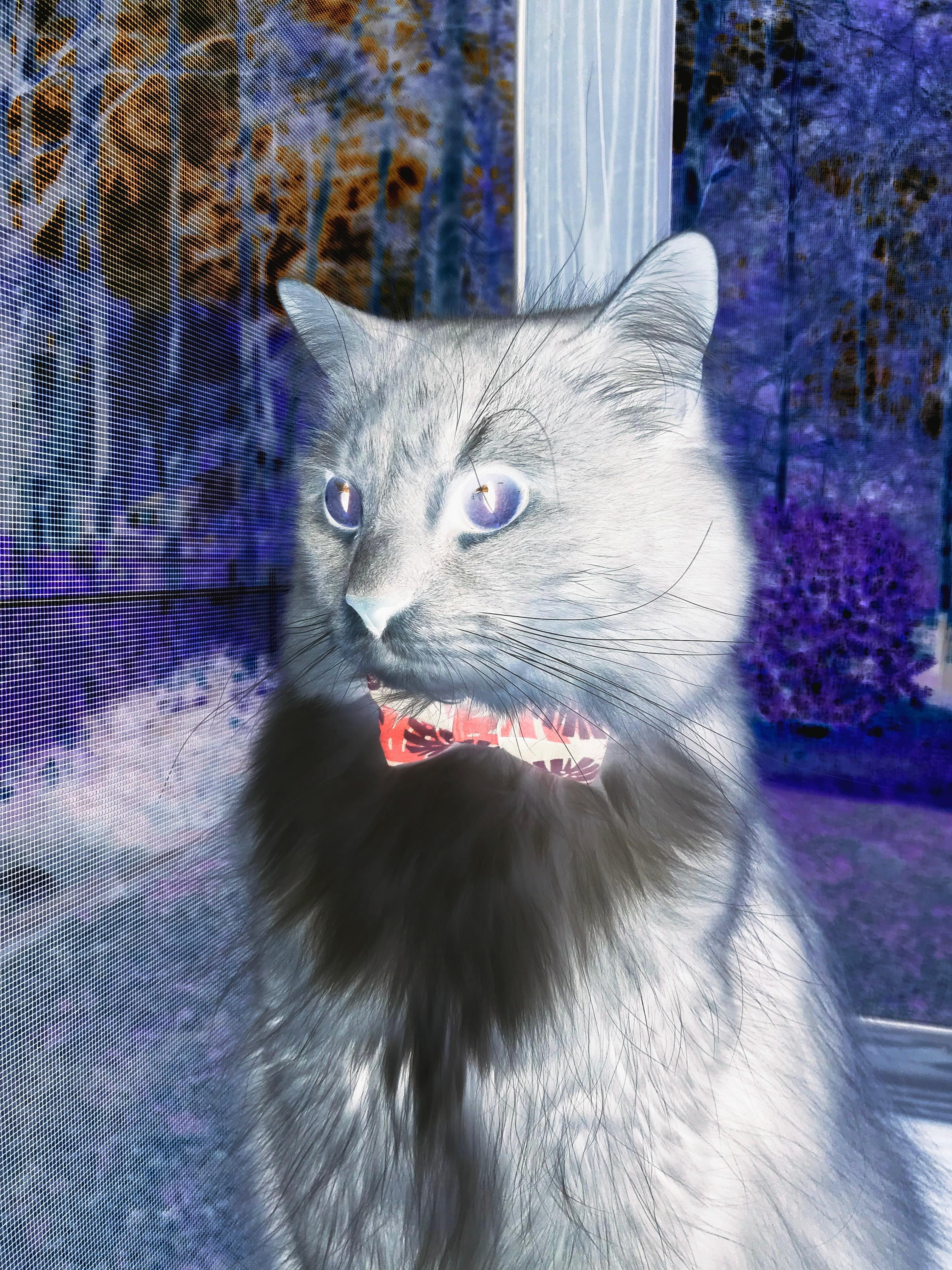 世界拳击青年赛中国选手勇夺金腰带，世界拳击表演赛