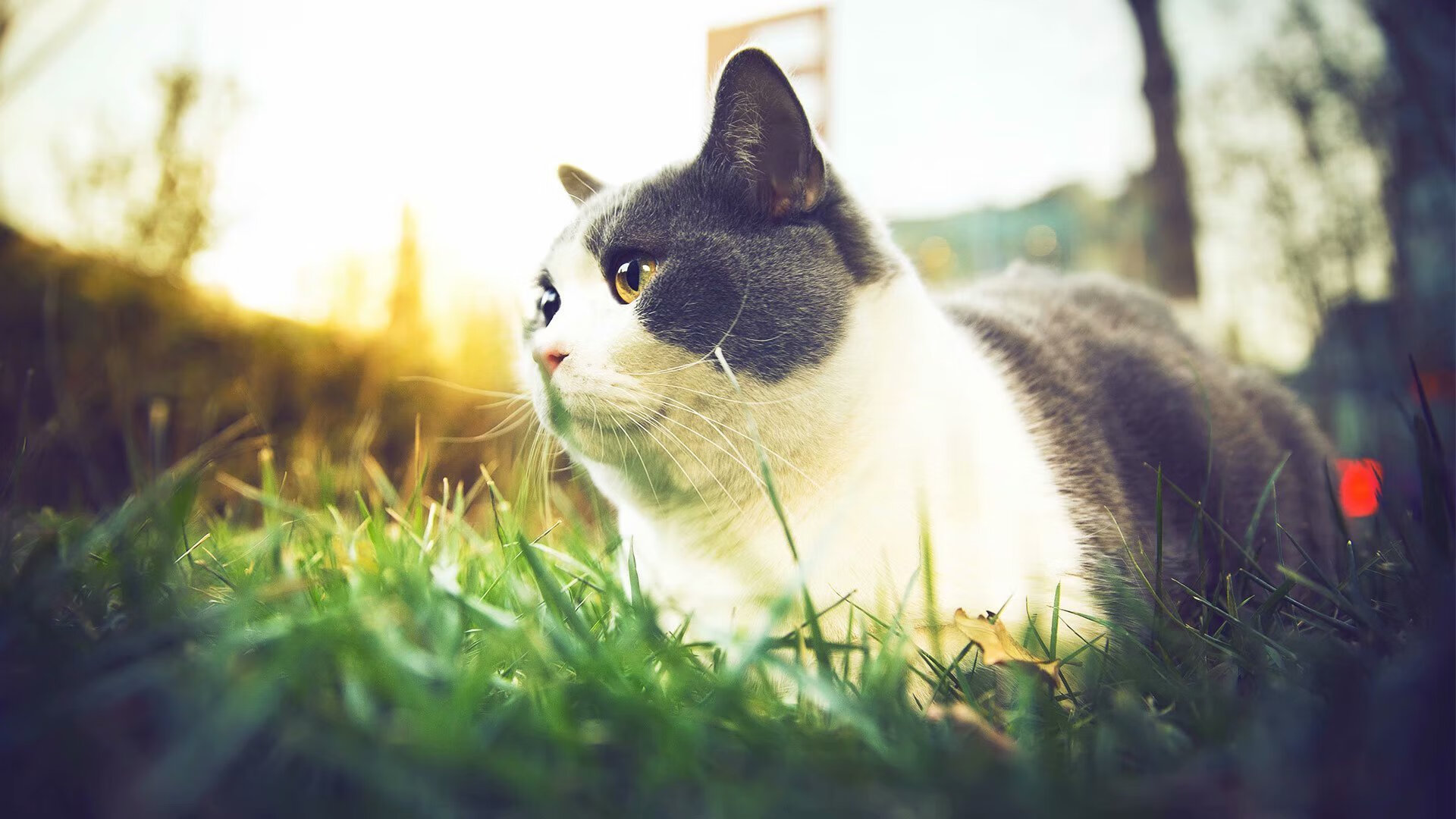 国足历史大比分胜场比赛回顾,国足历史大比分胜场比赛回顾视频