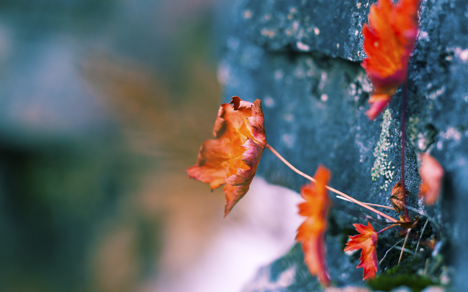 世界杯预选赛中国队战平 球迷希望下场反弹,世界杯预选赛中国队打平