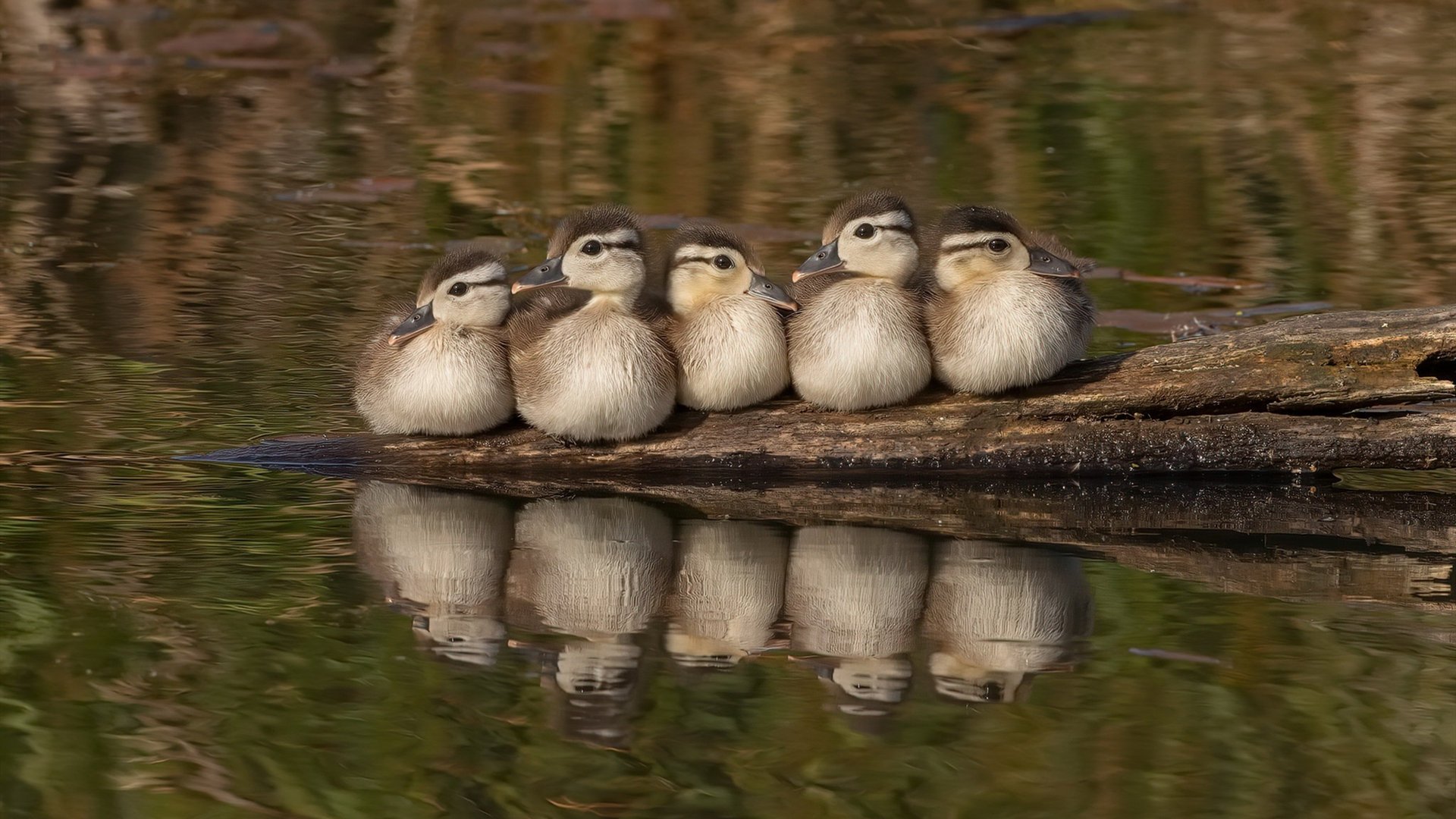 皇家贝蒂斯突破配合形成高效进攻链,皇家贝蒂斯转入球员