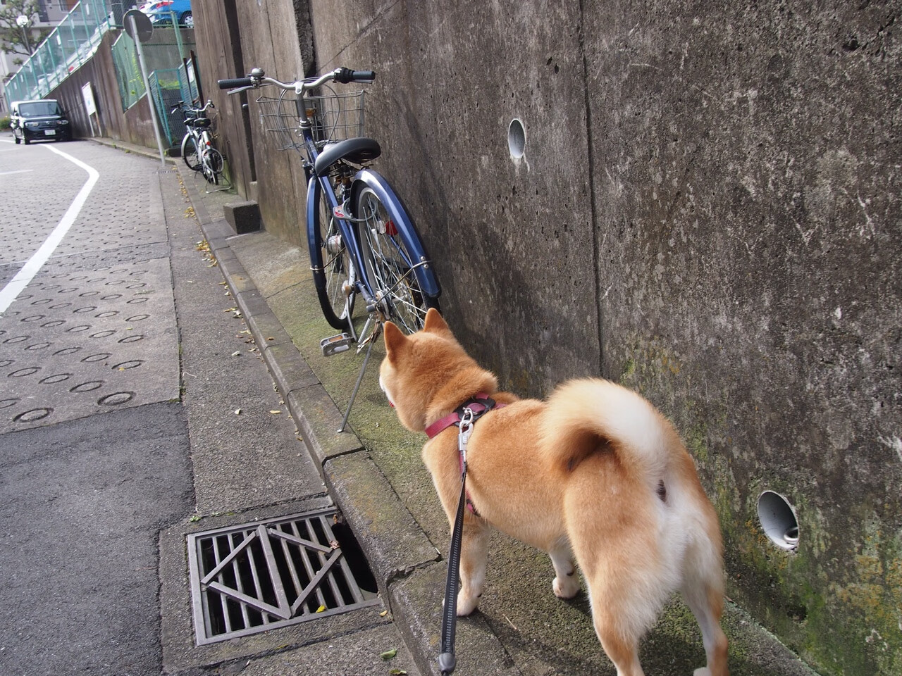 南极洲首次参加国际足球友谊赛，体育合作迈出新步伐，南极洲赛区