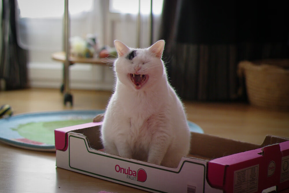 女子橄榄球革命:爱尔兰女队还是英格兰女队更具看点?,爱尔兰式橄榄球