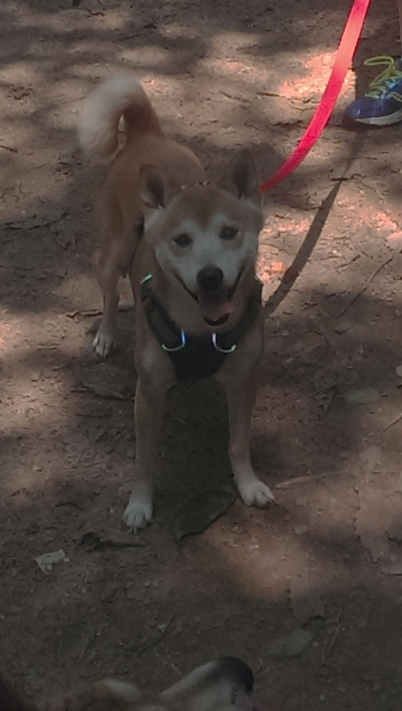 巴雷特:全黑队中流砥柱,他的比赛判断力帮助球队稳步前行,巴雷特十佳球