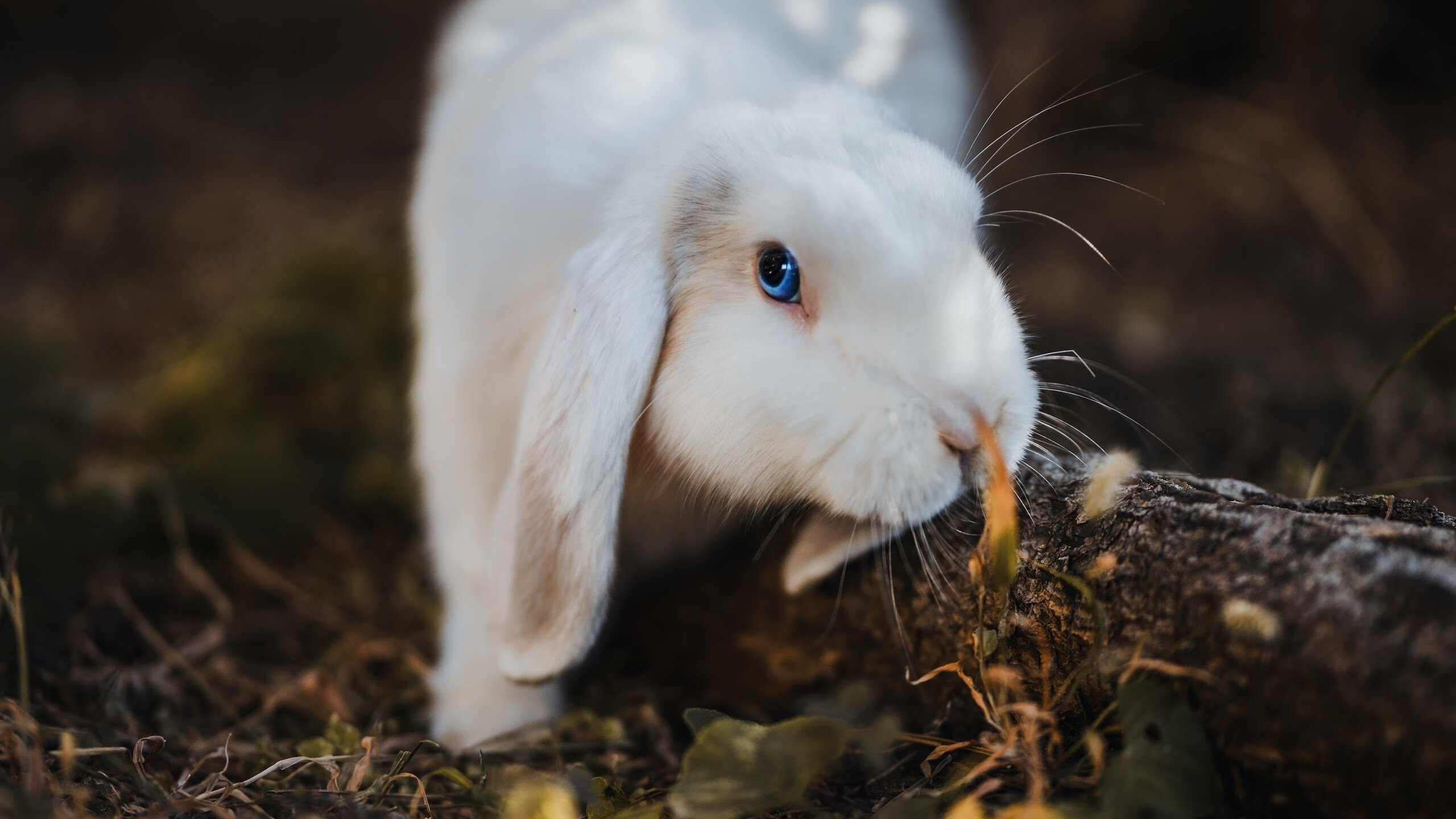 希腊女篮在欧洲锦标赛中奋勇争冠，继承传统不断前行，希腊篮球世锦赛