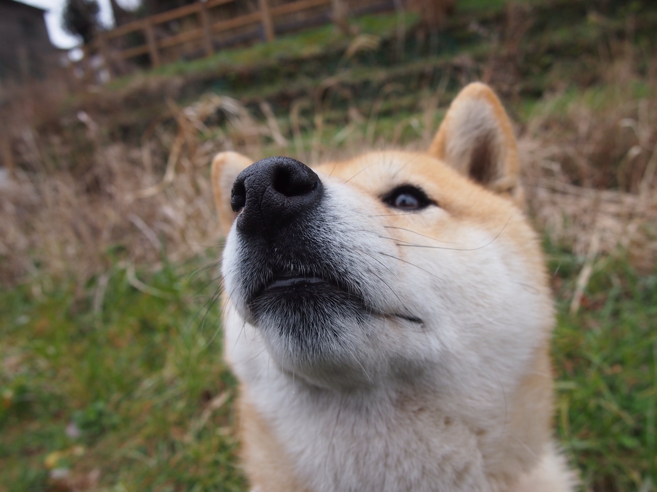 法甲攻势凌厉：顶级射门与精彩配合频频上演