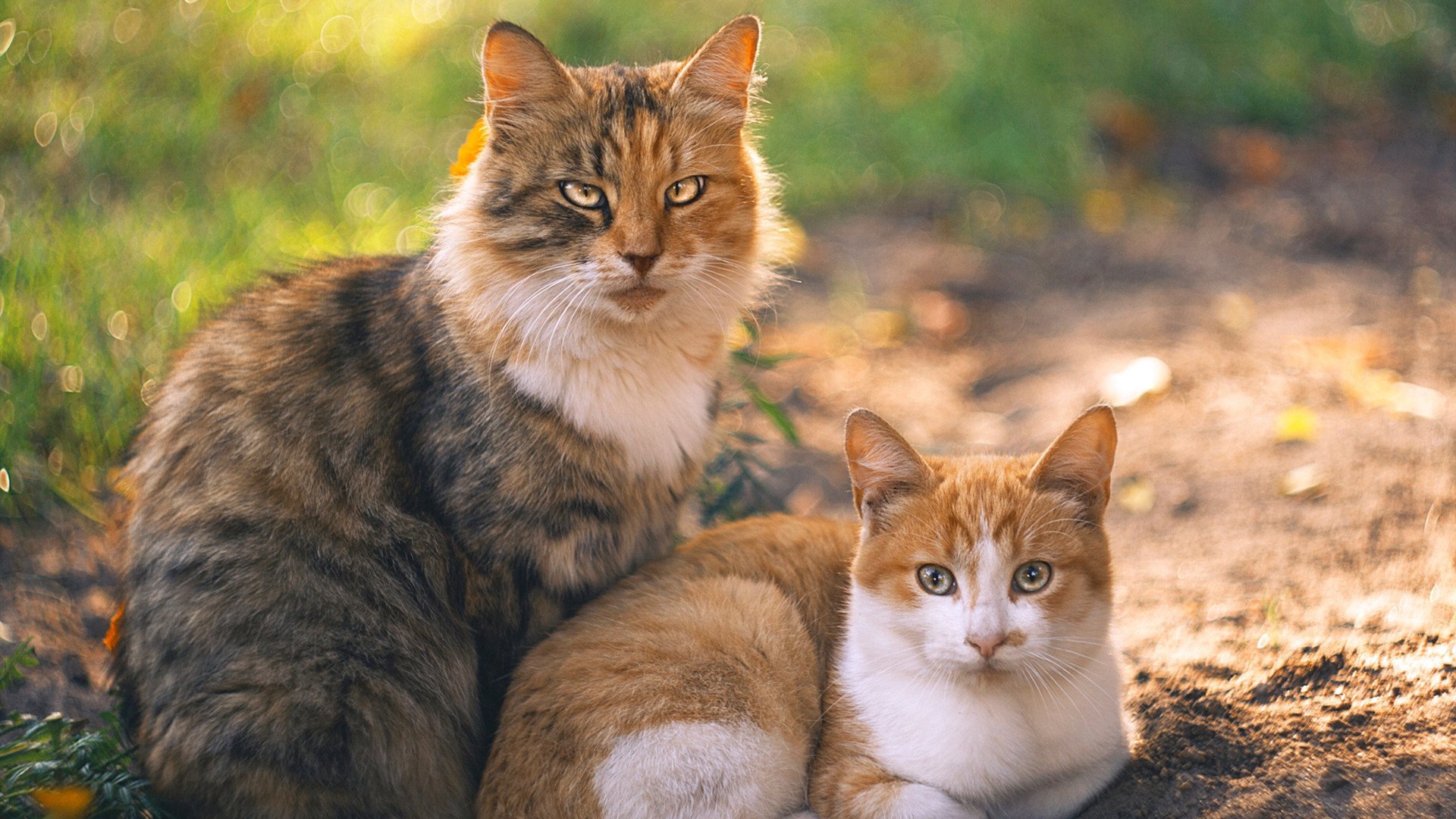 短蛙赛场上的“中国速度”——覃海洋